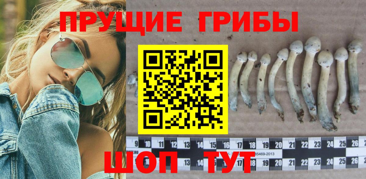 Псилоцибиновые грибы Psilocybe  Вход с VPN  Чистополь  Псилоцибиновые грибы ЛСД 